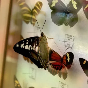 Contemporary collecting is no longer just a hobby, but a true discipline: today the key to success is diversification