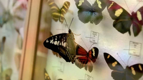 Il collezionismo contemporaneo non è più solo un hobby, ma una vera disciplina: oggi la chiave del successo è la diversificazione