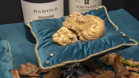 Di Lelang Alba White Truffle Dunia, satu kilogram truffle terjual seharga €110.000 di Hong Kong.
