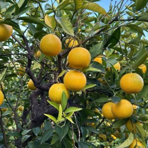 Die spät reifende blonde Orange aus Trebisacce, der Sommersaft – eine Herausforderung für acht Erzeuger, das Symbol einer alten Tradition zu bewahren.