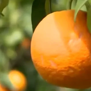 Biondo di Caulonia, die Orange der Erlösung: Ilaria Campisis Vision, eine kalabrische Exzellenz zu retten.