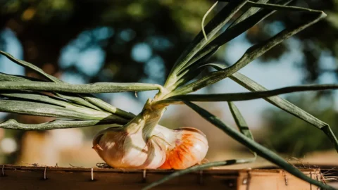 La Cipolla Bianca di Castrovillari che si usava come moneta di scambio, ritorna sulle tavole, ricercata per la sua dolcezza e per la sua versatilità in cucina