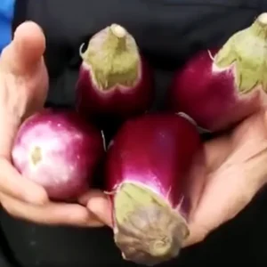 Longobardi Purple Eggplant: Ein kalabrisches Presidium der Exzellenz, von Fleischgerichten bis hin zu Desserts.