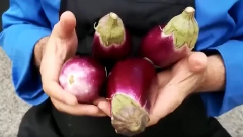 Terong Ungu Longobardi: Presidium keunggulan Calabria, dari hidangan daging hingga makanan penutup.
