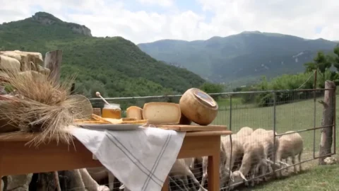 Pecorino di Farindola: il formaggio abruzzese dalla tradizione millenaria, l’unico realizzato con caglio di maiale