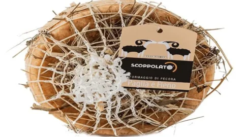 Scoppolato di Pedona: keju pecorino Tuscan yang memadukan legenda dan semangat kontemporer.