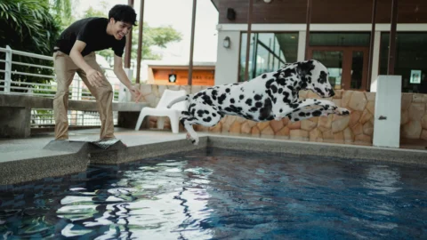 Pet fitness, in Brasile è boom: dal nuoto al pilates per cani, i padroni spendono fino a 8.000 euro l’anno