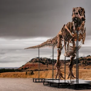 “Gus”, il re dei dinosauri: da Sotheby’s all’asta il T. rex più straordinario mai scoperto
