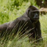 Il Ruanda investe nel turismo di lusso per rilanciare l’economia: 1.500 dollari per un safari con i gorilla