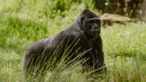 Il Ruanda investe nel turismo di lusso per rilanciare l’economia: 1.500 dollari per un safari con i gorilla