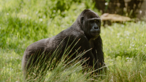 Gorilla in Ruanda