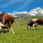 Fontina dop alpeggio, avviata la monticazione: il ritmo antico dei tramuti che assicura la produzione del formaggio identitario della Val d’Aosta
