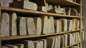 S.O.S.: salvate la pecora Brigasca e i suoi pascoli estivi scoscesi sulle montagne liguri dove si producono tome e giuncate di eccellenza