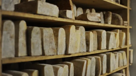 S.O.S.: salvate la pecora Brigasca e i suoi pascoli estivi scoscesi sulle montagne liguri dove si producono tome e giuncate di eccellenza