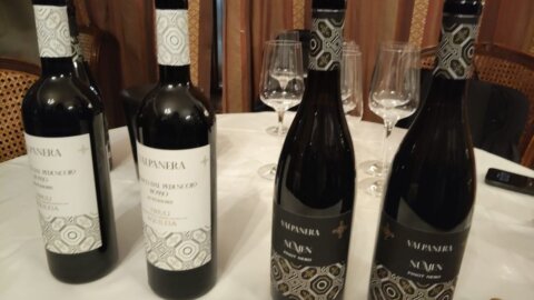 Vino: Numen pinot nero dei vigneti di Aquileia dove i romani hanno costruito la storia