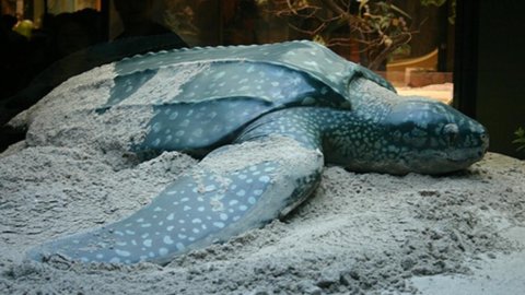 Dari Andaman ke Indonesia. Perjalanan panjang Sheela