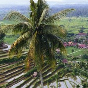 L’opposizione thailandese è a caccia di voti. Bangkok dovrà dire addio al primato del riso?