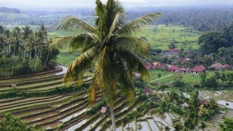 En Chine, le riz se cultive aussi sur le toit : les avantages (y compris économiques) du système innovant