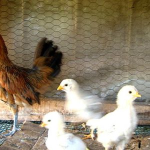 Il Brasile leader nell’export mondiale di pollo