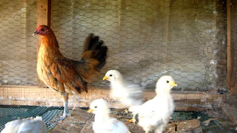 ブラジルは鶏肉の輸出で世界をリードしています