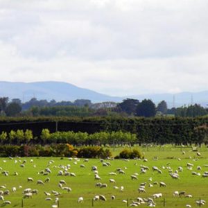 OCDE: a agricultura da Nova Zelândia é a menos subsidiada