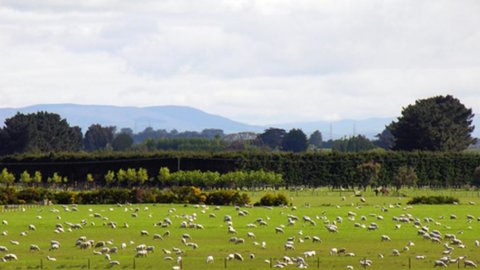 OECD: New Zealand's agriculture is the least subsidized