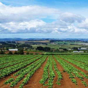 No projeto de lei do Senado para promover o emprego de jovens no setor agrícola