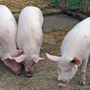 Domuz döngüsü ve domuz rezervleri: enflasyon korkusu ve Pekin'in tepkisi