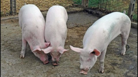 Schweinezyklus und Schweinefleischreserven: Inflationsangst und Pekings Reaktion