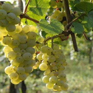 Inghilterra, caldo anomalo e vendemmia record: lanciata la sfida dello champagne alla Francia