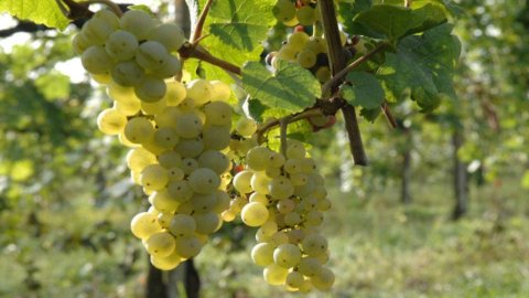 Inglaterra, calor anômalo e safra recorde: está lançado o desafio do champanhe para a França