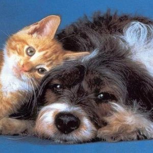 Büyüyen "anlık" sigorta: kedi ve köpeklerden araba paylaşımına ve kayağa