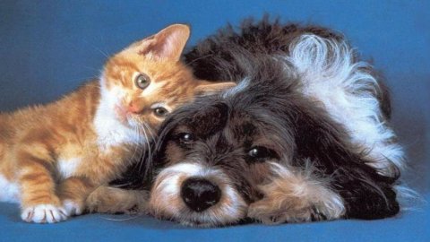 Assicurazioni “istantanee” in crescita: da cani e gatti a car sharing e sci