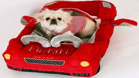 Tasse da cani, la bufala viaggia in rete