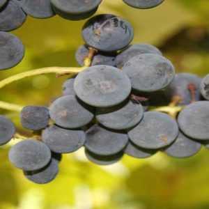 Export vino: 2011 anno record