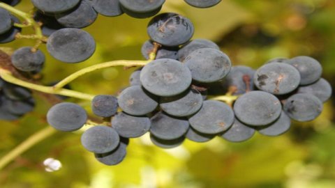 Wein, Venetien bestätigt sich als Exportkönig