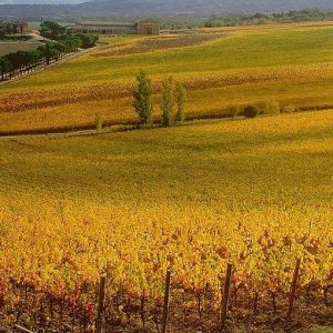 Coldiretti: l’anno che verrà porterà fortuna alla settore del vino