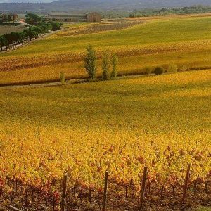 Giovani in agricoltura? Sfida affascinante ma assai ardua