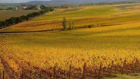 Agricoltura: donne al comando in un’azienda su tre