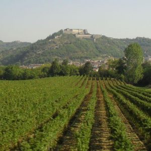 Enogastronomia: alla scoperta del vino bianco Gavi Docg, “l’intruso” nel Piemonte dei grandi rossi