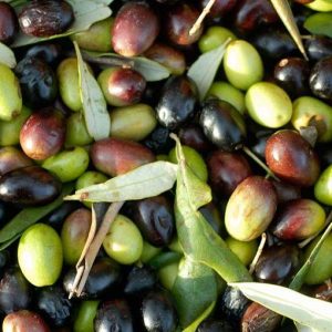 Olio d’oliva: ok Ue all’import tunisino senza dazi