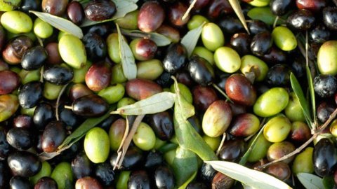 Cibo: nasce alleanza europea per proteggere vite, olivo e grano duro
