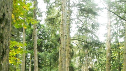 Quegli alberi contro la povertà