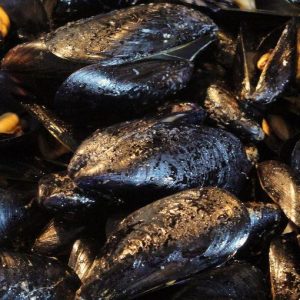 Dalle cozze un rivoluzionario adesivo