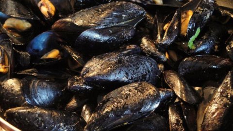 Dalle cozze un rivoluzionario adesivo