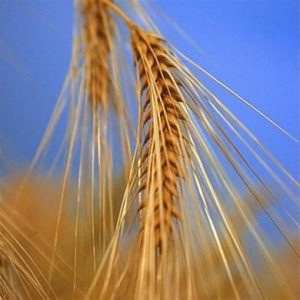 Genom gandum lima kali lipat dari manusia