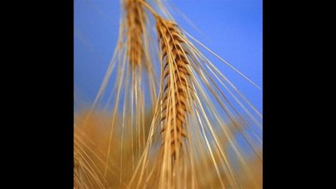 Il genoma del grano è cinque volte quello umano