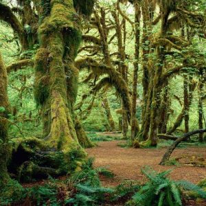 Treedom, cien mil árboles para la tierra