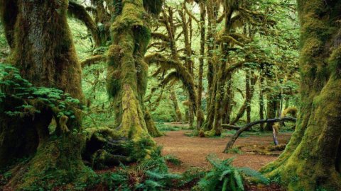 Treedom，为地球种十万棵树