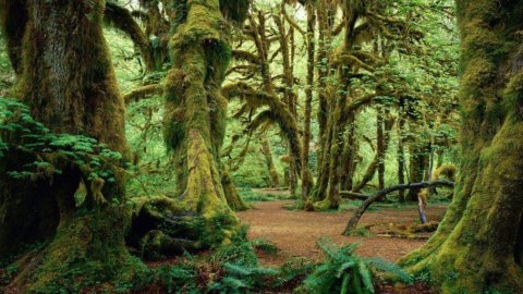 Treedom, centomila alberi per la terra